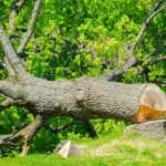 Why Tree Felling Blackpool Chooses Sectional Dismantling Safety